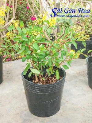 Cây Hoa Kim Đồng Vàng