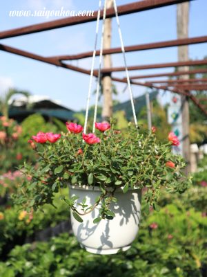 Cây Hoa Mười Giờ Sam Chậu Treo