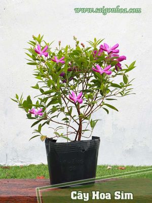 Cây Hoa Sim