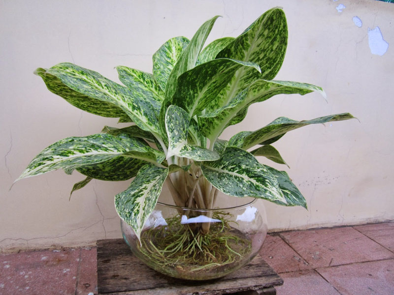 Cây Huy Hoàng Trong Nước