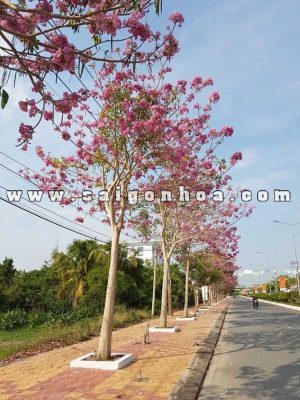 Cây Kèn Hồng