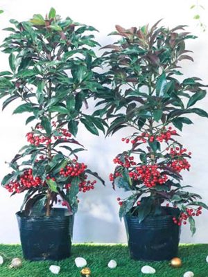 Chậu Cây Kim Ngân Lượng