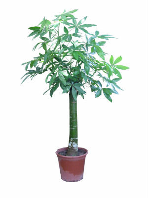 cay kim ngan mot than