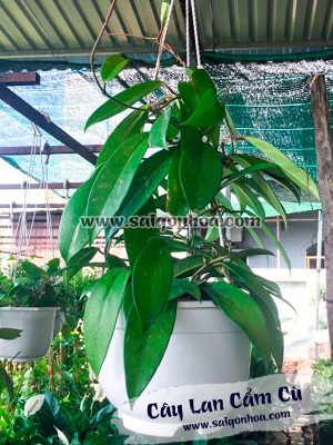 Cây Lan Cẩm Cù
