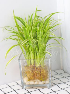 Cây Lan Chi Trong Nước