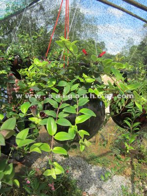 Cây Lan Son Môi Trái Dừa