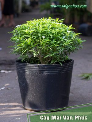 Cây Mai Vạn Phúc Loại Nhỏ