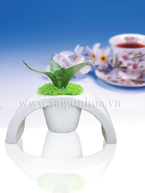 Chậu Cây May Mắn Thiên Lộc