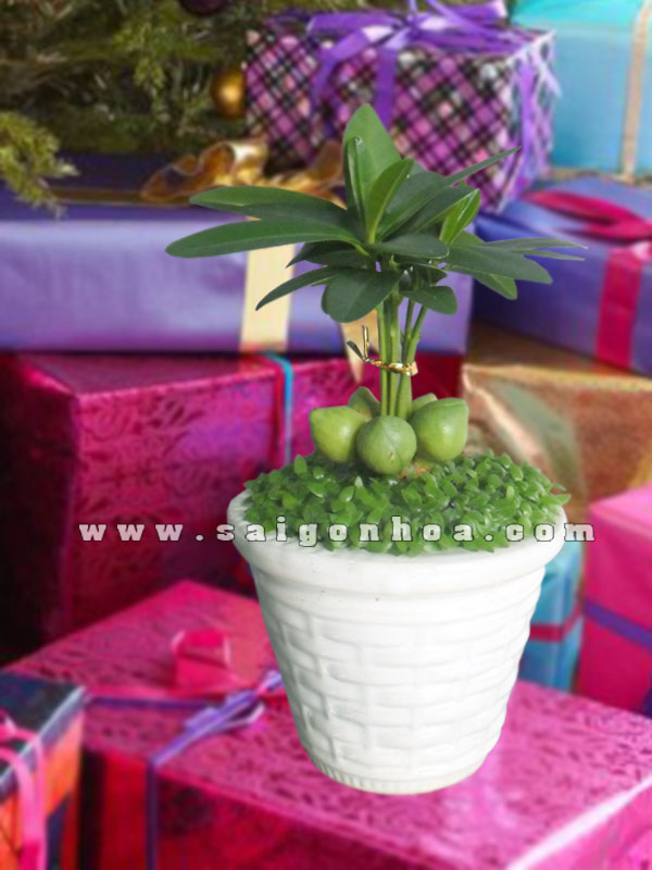 Chiếc Gùi Cây May Mắn Tài Lộc