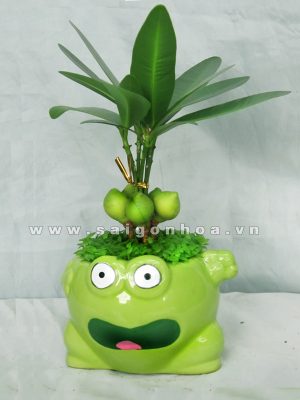 Cây May Mắn Chú Ếch