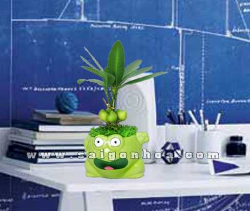 cay may man con ech de ban