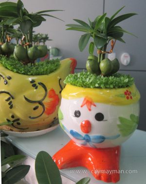 Cây May Mắn Gà Con