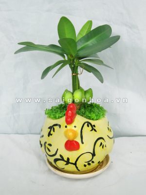 Cây May Mắn Gà Trống