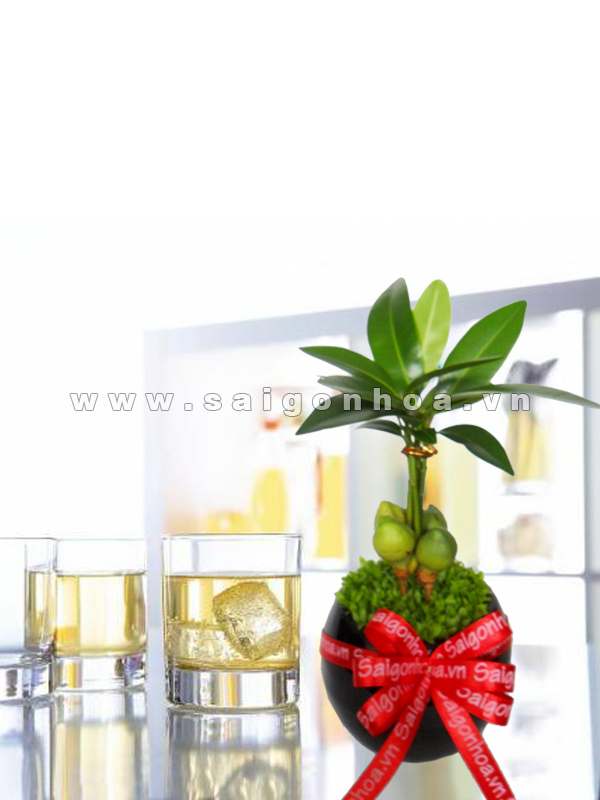 cay may man nho de ban