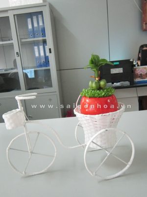 Giỏ Xe Cây May Mắn