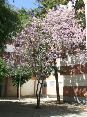 Cây Móng Bò Sọc