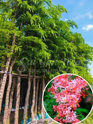 Cây Muồng Hoa Đào