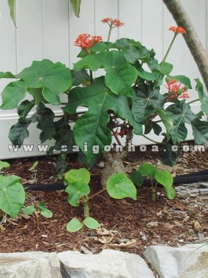 Cây Ngô Đồng Cảnh