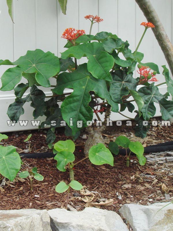 Cây Ngô Đồng Cảnh