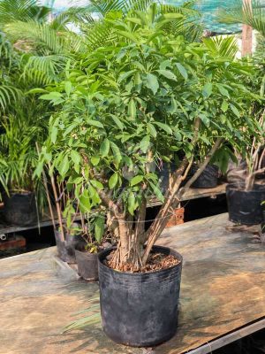 Cây Ngũ Gia Bì Xanh