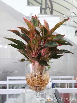 Cây Phú Quý Trong Nước