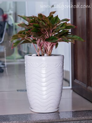 Chậu Cây Phú Quý