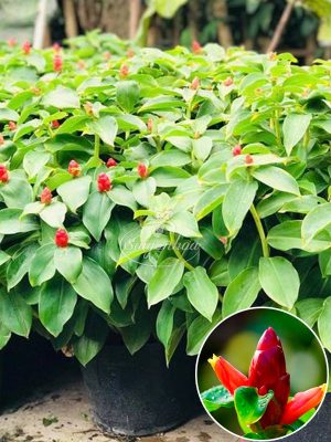 Cây Phúc Lộc Thọ