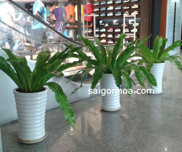 Chậu Cây Ráng Ổ Phụng