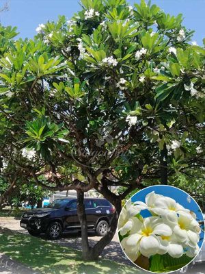 Cây Sứ Đại
