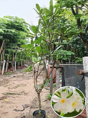 Cây Sứ Hoa Trắng