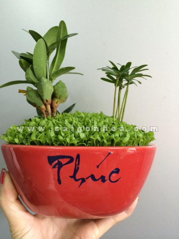 Chậu Cây May Mắn An Khang Thịnh Vượng