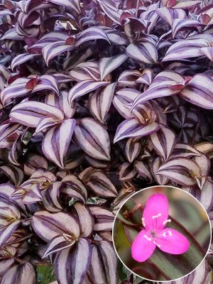 Cây Thài Lài Sọc