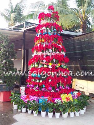 Hoa Trạng Nguyên Cây Thông Noel