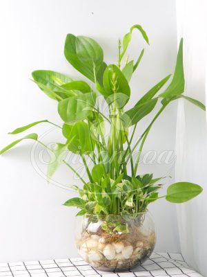 Cây Thủy Cúc Trong Nước