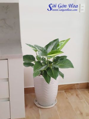 Chậu Cây Trầu Bà Đế Vương