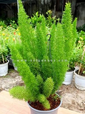 Chậu Treo Cây Đuôi Chồn