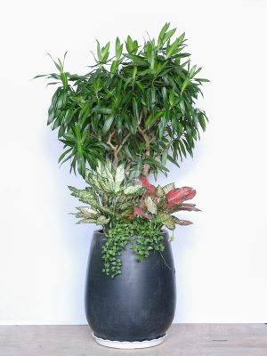 Chậu Cây Trúc Bách Hợp