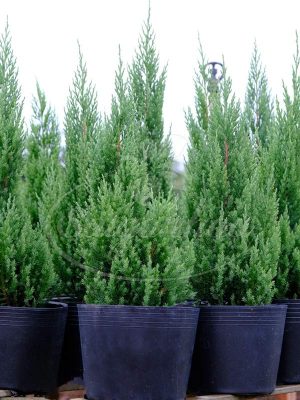 Cây Tùng Búp - Cây Tùng Bút - Cây Thông Noel