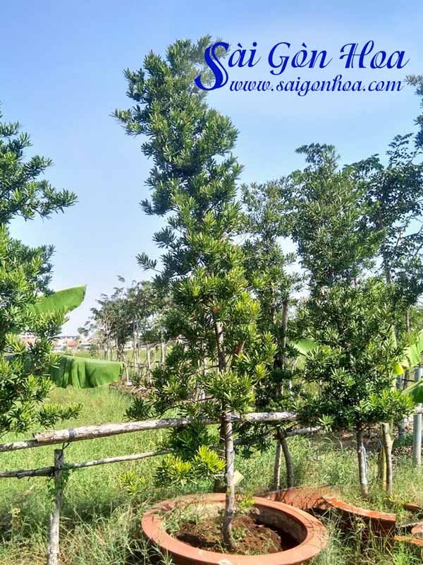 Cây Tùng La Hán - cây để bàn có ý nghĩa trường thọ