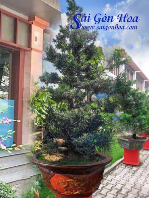 Cây Vạn Niên Tùng
