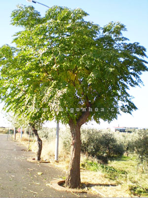 Cây Xoan Chịu Hạn