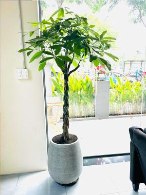 Chậu Cây Kim Ngân 5 Thân