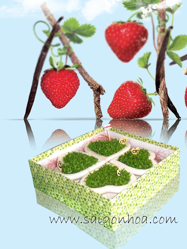 Chậu Cỏ May Mắn Good Luck