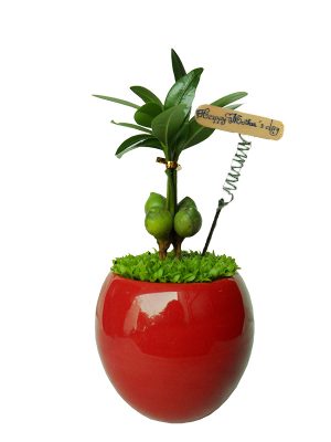 Cây Tài Lộc - May Mắn 002