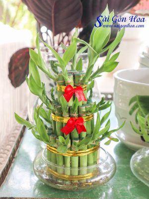 Cây Phát Lộc 3 Tầng Trong Nước