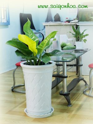 Chậu Cây Trầu Bà Đế Vương Vàng