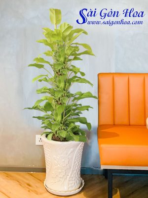 Chậu Cây Trầu Bà Vàng Leo Cột Nội Thất