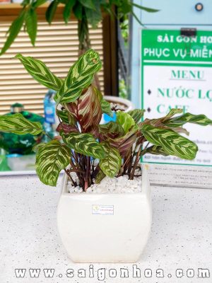 Chậu Cây Đuôi Công Để Bàn