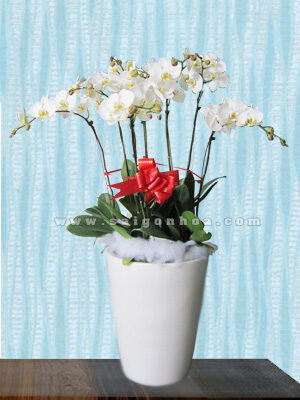 Hoa Lan Hồ Điệp Trắng Chậu 7 Cành