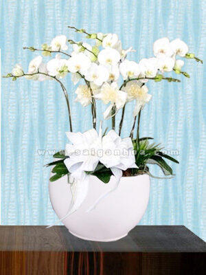 Hoa Lan Hồ Điệp Trắng Chậu 8 Cành